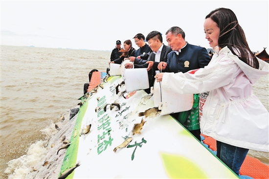 保护母亲河/滇池投放20000余尾鲢鱼鱼苗