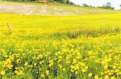 垃圾场变身花海