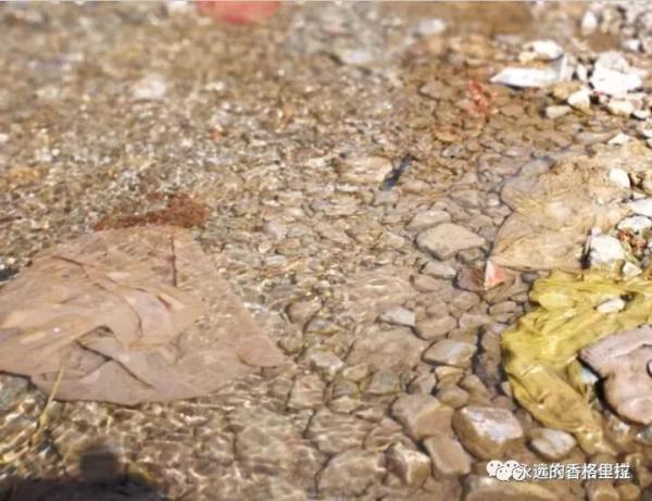 5、香格里拉 “母亲河”奶子河污染严重,该如何管理整治?