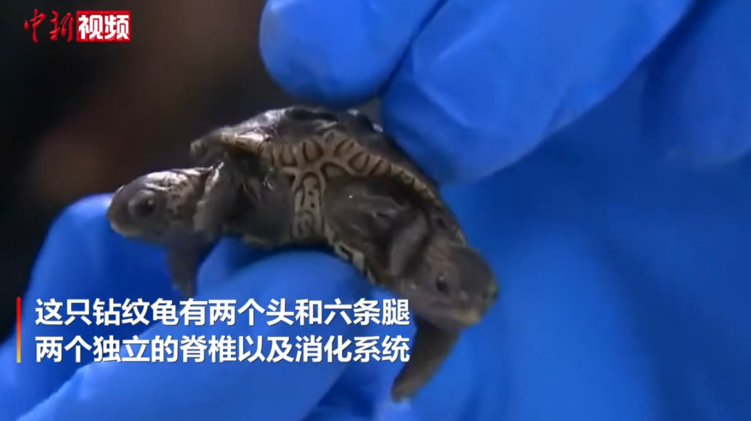 美国现基因突变双头龟
