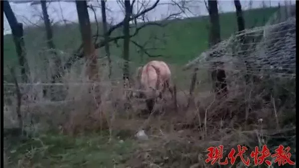 保护区麋鹿被网绳勒死 20多头曾被困:种植户设拦网