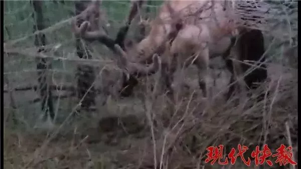 保护区麋鹿被网绳勒死 20多头曾被困:种植户设拦网