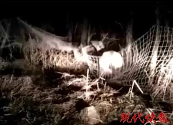 保护区麋鹿被网绳勒死 20多头曾被困:种植户设拦网