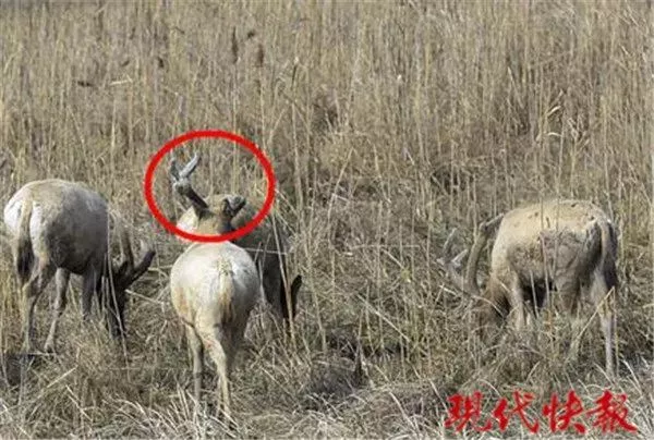 保护区麋鹿被网绳勒死 20多头曾被困:种植户设拦网