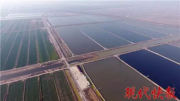 保护区麋鹿被网绳勒死 20多头曾被困:种植户设拦网