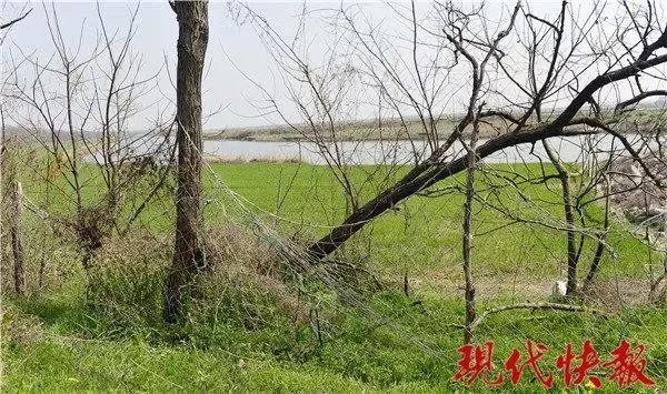 保护区麋鹿被网绳勒死 20多头曾被困:种植户设拦网