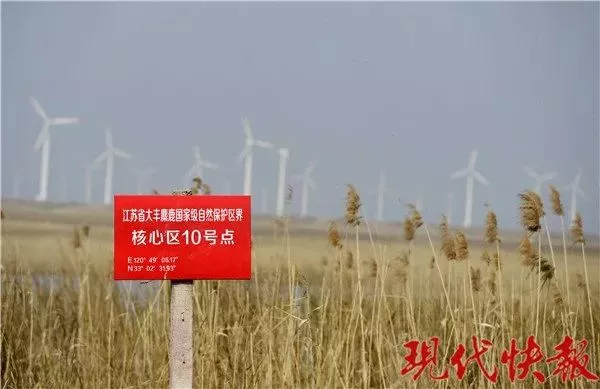 保护区麋鹿被网绳勒死 20多头曾被困:种植户设拦网