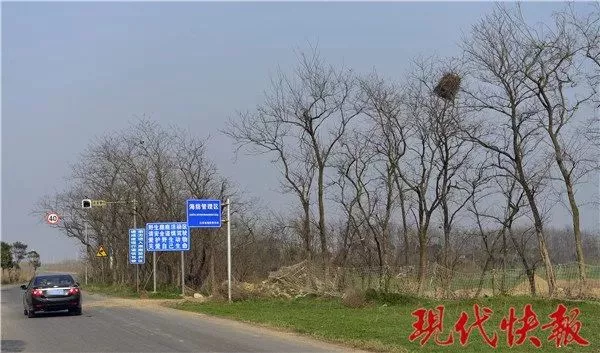 保护区麋鹿被网绳勒死 20多头曾被困:种植户设拦网