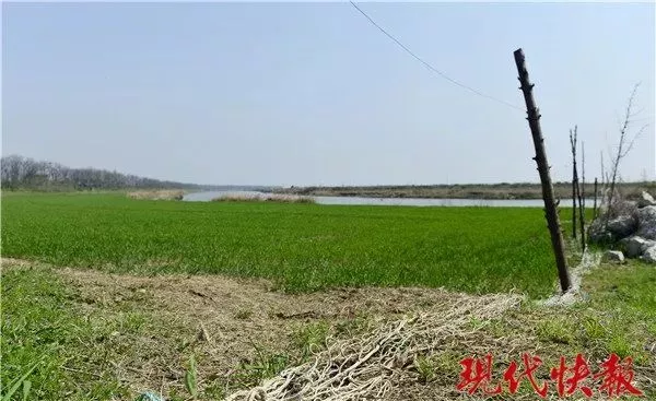 保护区麋鹿被网绳勒死 20多头曾被困:种植户设拦网