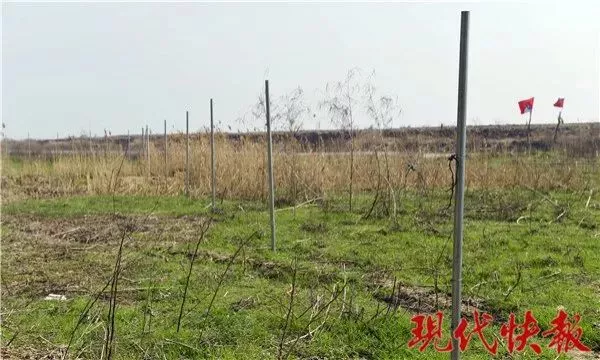 保护区麋鹿被网绳勒死 20多头曾被困:种植户设拦网