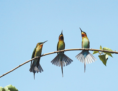 金沙江畔栗喉蜂虎