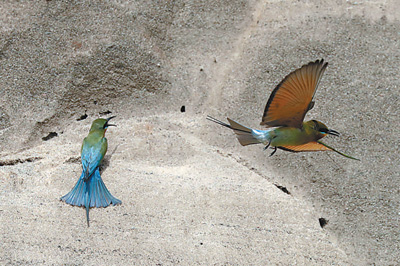 金沙江畔栗喉蜂虎