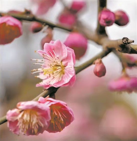 干枝杜鹃是国家二级保护植物买干枝花也可能犯法 中国环境新闻网