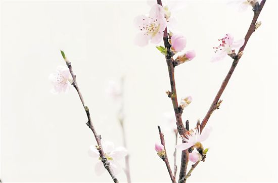 干枝杜鹃是国家二级保护植物买干枝花也可能犯法 中国环境新闻网