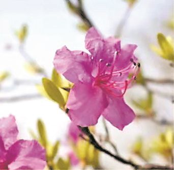 干枝杜鹃是国家二级保护植物买干枝花也可能犯法 中国环境新闻网