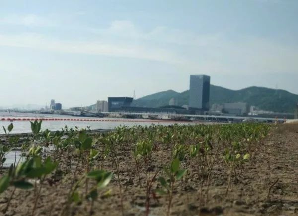 舟山将拥有一大片红树林：研发新药让红树耐寒，已种下几万棵
